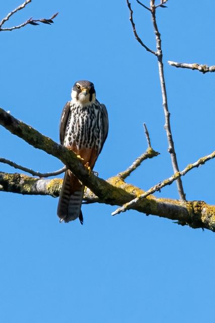 Baumfalke. Foto: Karsten Radwan