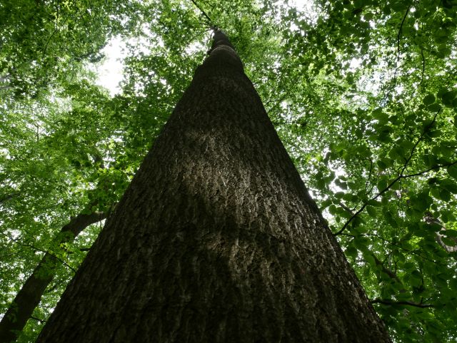 Eindrücke vom alten Wald.