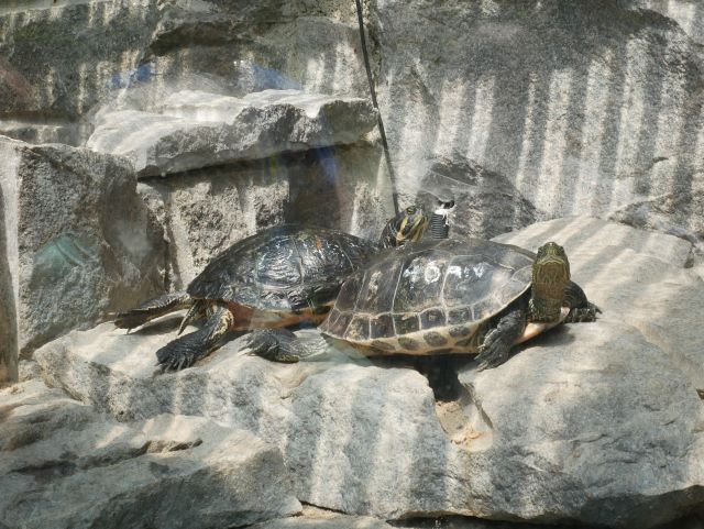 Sehr viele ausgesetzte nicht heimische Wasserschildkröten müssen ebenfalls dauerhaft gepflegt werden