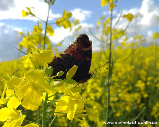 Schmetterling im Rapsfeld, Schmetterling im Frühling, Kraftquelle