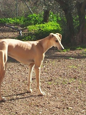 ADOPTEE Bambi.Na