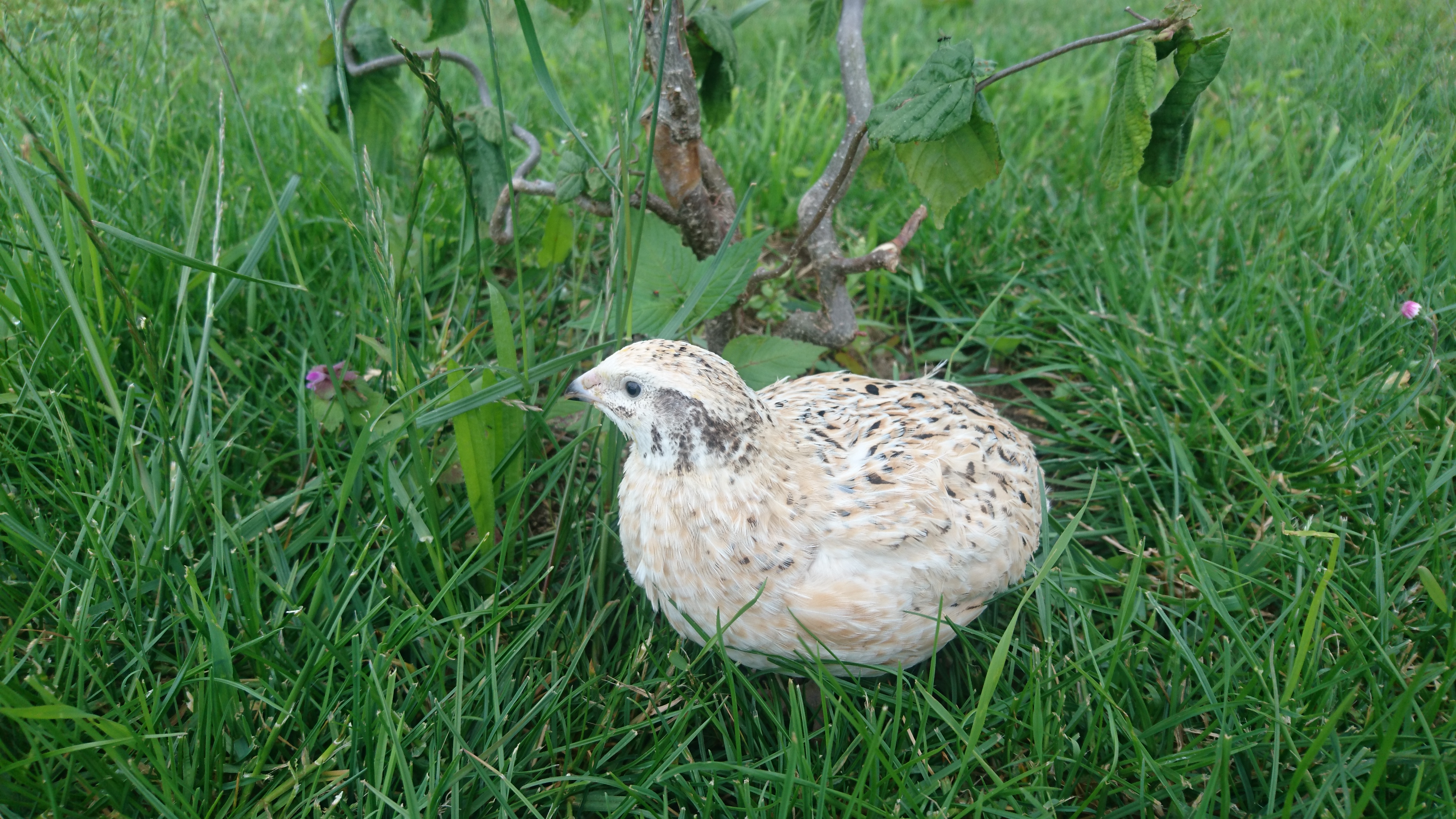 Unsere Wachteln - Biohof Familie Nimmervoll