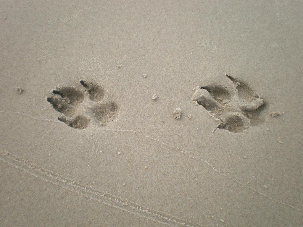 Spuren im Sand