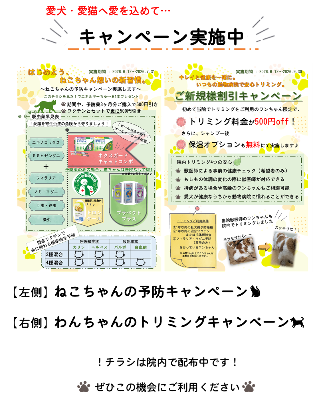 ふらの動物病院、キャンペーン始めました！