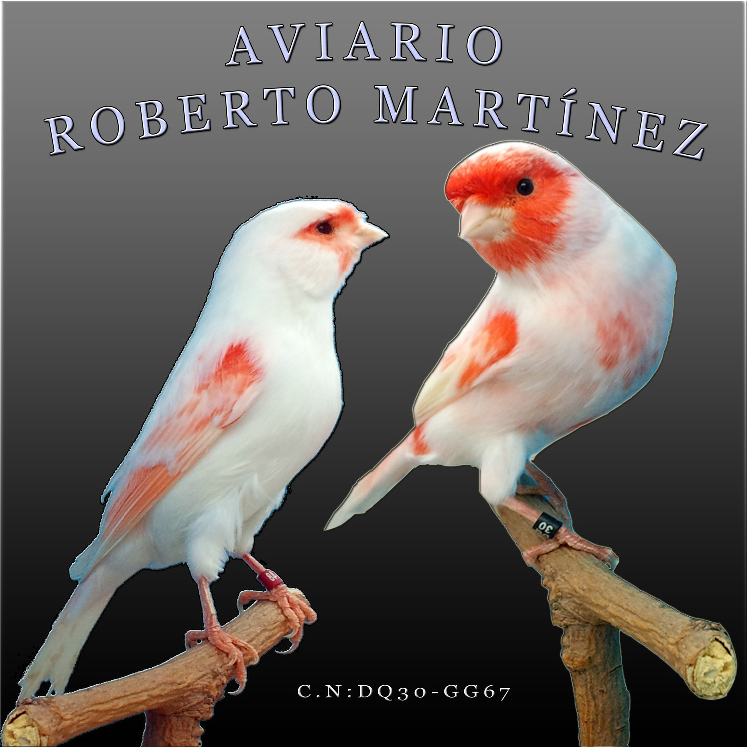 Canto De Canarios Rojos