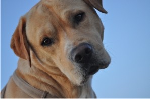 Piet ein 3-jähriger Labrador Retriever