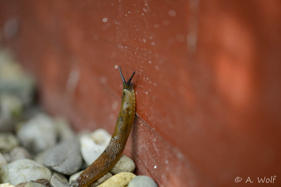 Nacktschnecke