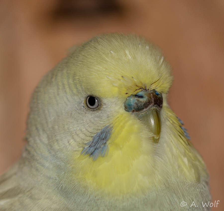 26. November 2015 - Wachshaut verfärbt sich weiterhin ins Blaue