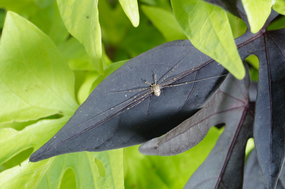 Blog - Entspannt im Garten