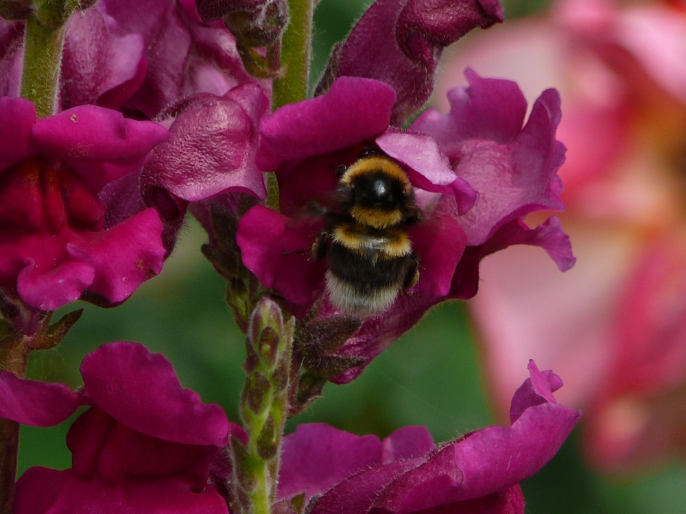 Zufluchtsort für bedrohte Insekten die Kleingartenanlage