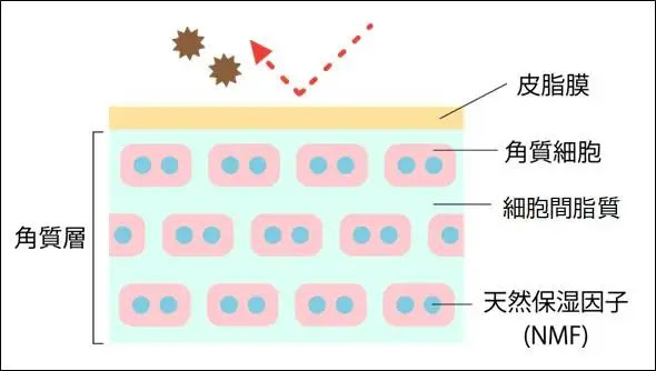 お肌のバリア機能強化におすすめ『セラミド補給』