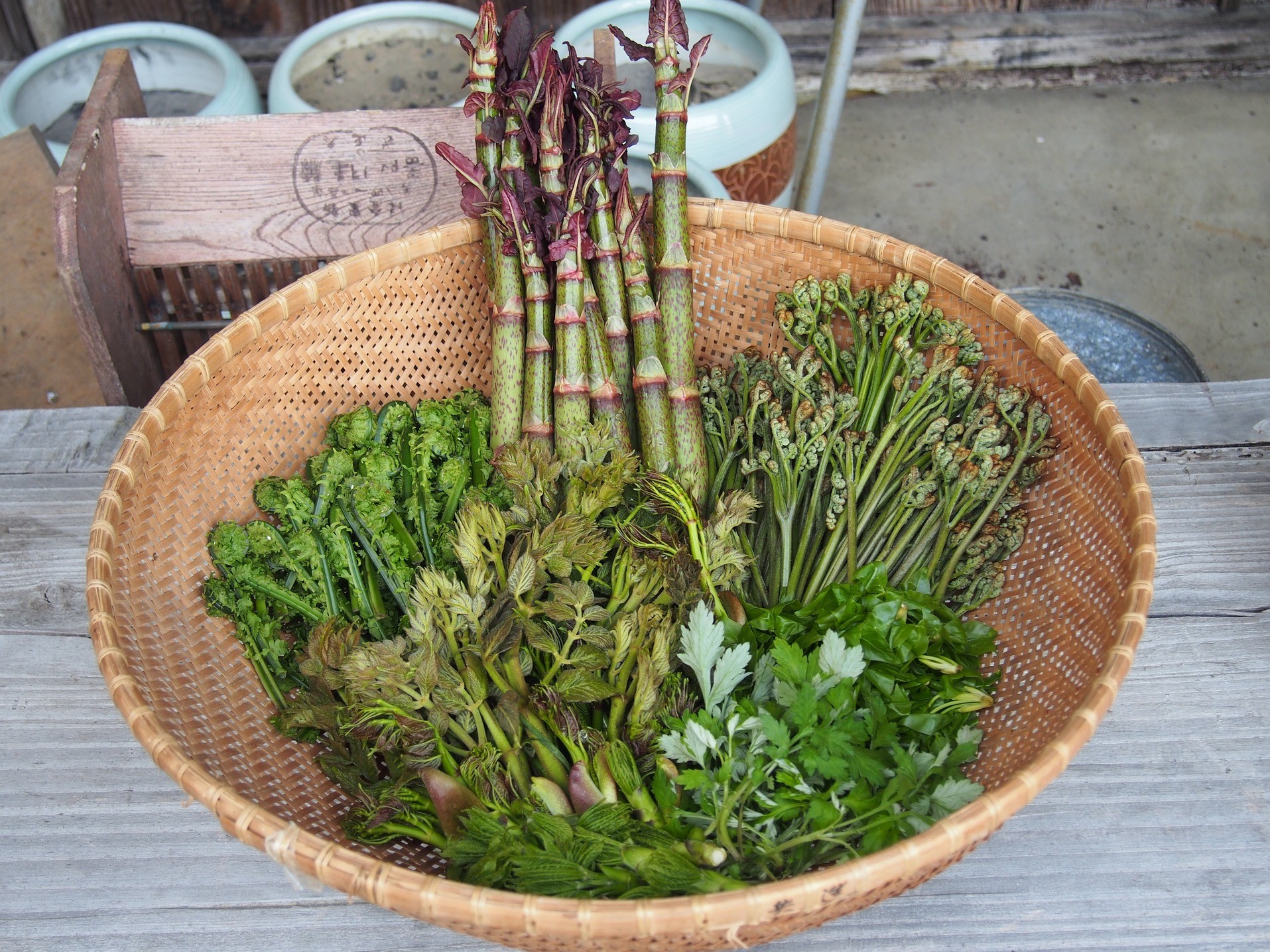 必見！有毒植物の見分け方講座〜行楽シーズンに気をつけよう〜