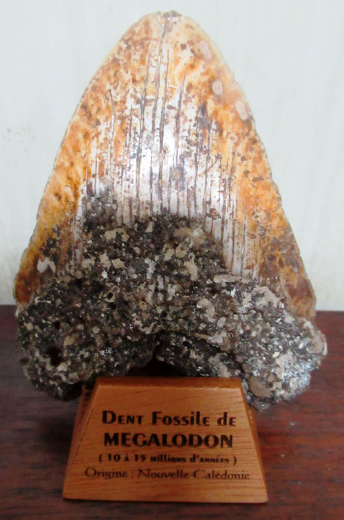 N°3684 - Dent de mégalodon (10 à 15 millions d'années) - H10 - Matériau(x): Ivoire - Origine: Nouvelle Calédonie