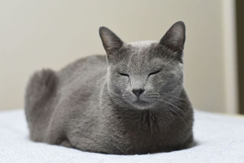 料金プラン‐いちまろ／日本ペットシッターサービス国立府中店 - 国分寺