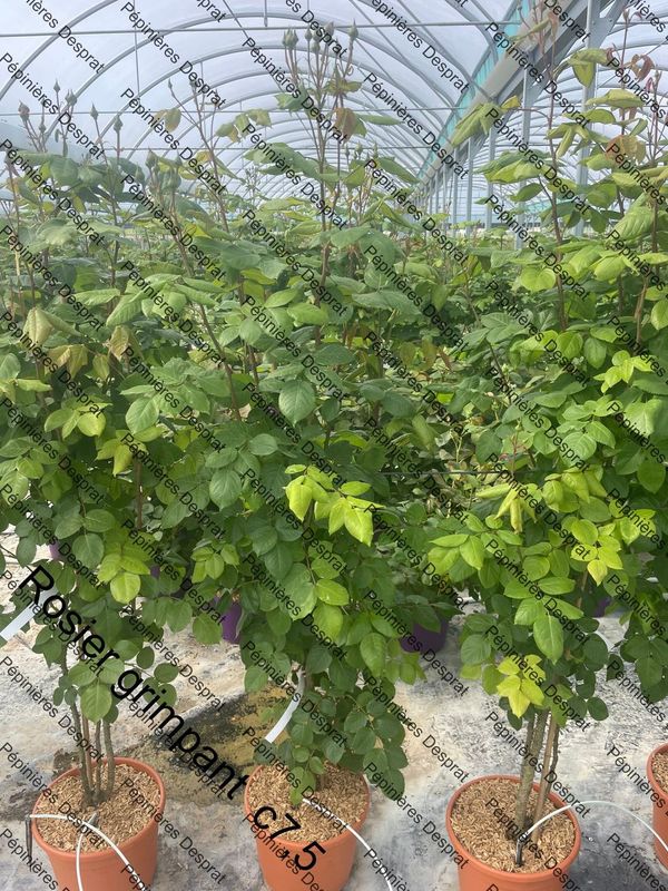 Rosier grimpant  c7,5