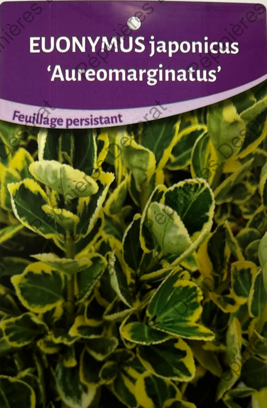 Euoymus Aureomarginatus