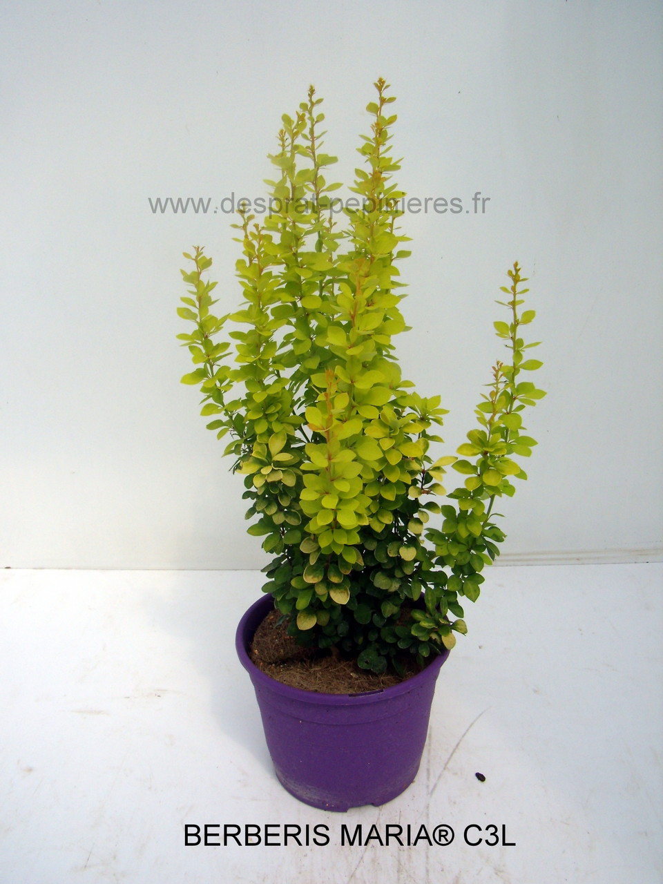 Anisodonthéa LARGE RED, Abelia chinensis selection, Berberis admiration,Harlequin, Maria,Buddleya Miss ruby, Caryopteris,Céanothe,cercis avondale, COrnus- HIBISCUS , HYDRAGEA ANNABELLE, INVINCIBELLE, PANICULATA,PHANTOM - KERRIA Ploeniflora, Kolwitzia clou