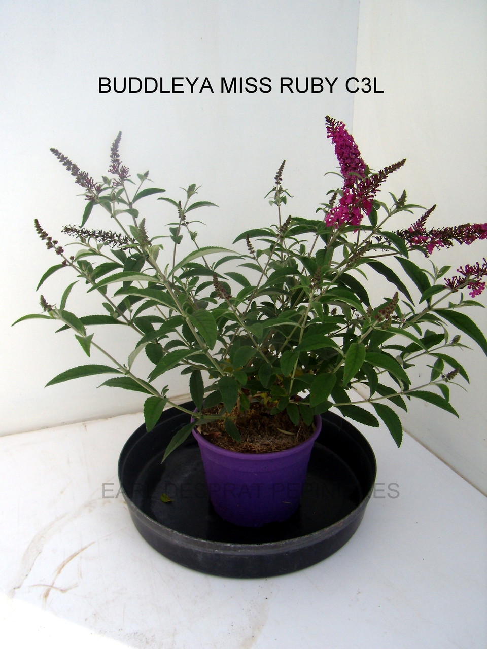 Anisodonthéa LARGE RED, Abelia chinensis selection, Berberis admiration,Harlequin, Maria,Buddleya Miss ruby, Caryopteris,Céanothe,cercis avondale, COrnus- HIBISCUS , HYDRAGEA ANNABELLE, INVINCIBELLE, PANICULATA,PHANTOM - KERRIA Ploeniflora, Kolwitzia clou