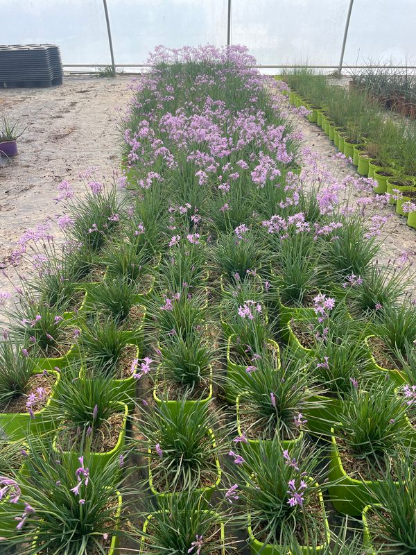 TULBAGHIAS