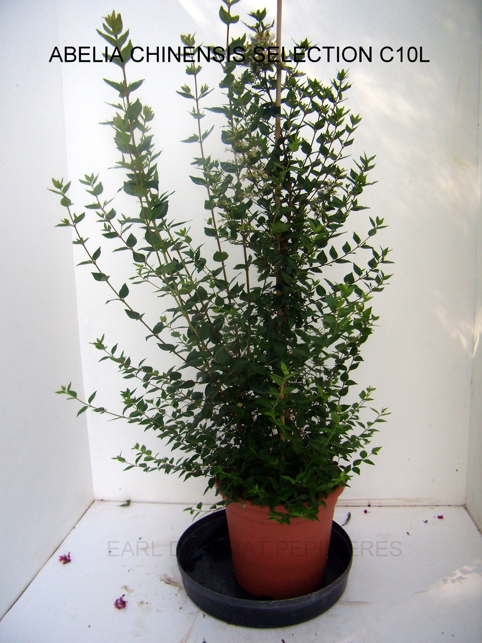 Anisodonthéa LARGE RED, Abelia chinensis selection, Berberis admiration,Harlequin, Maria,Buddleya Miss ruby, Caryopteris,Céanothe,cercis avondale, COrnus- HIBISCUS , HYDRAGEA ANNABELLE, INVINCIBELLE, PANICULATA,PHANTOM - KERRIA Ploeniflora, Kolwitzia clou