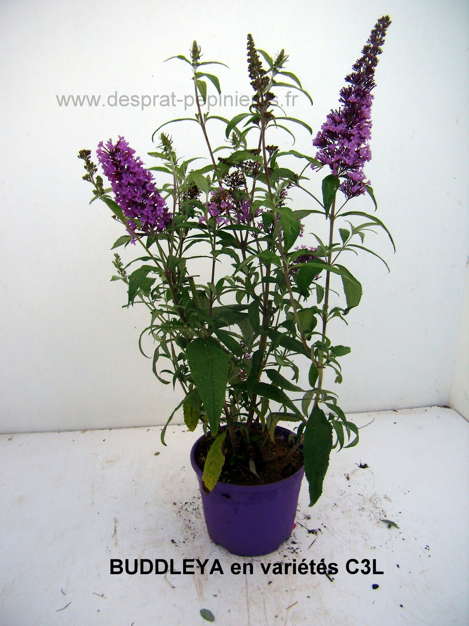 Anisodonthéa LARGE RED, Abelia chinensis selection, Berberis admiration,Harlequin, Maria,Buddleya Miss ruby, Caryopteris,Céanothe,cercis avondale, COrnus- HIBISCUS , HYDRAGEA ANNABELLE, INVINCIBELLE, PANICULATA,PHANTOM - KERRIA Ploeniflora, Kolwitzia clou