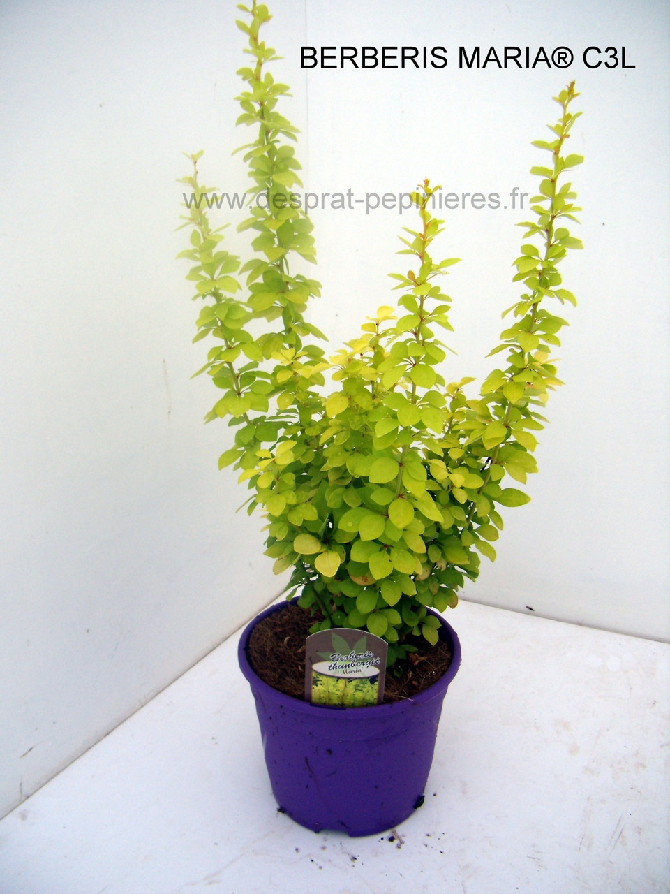 Anisodonthéa LARGE RED, Abelia chinensis selection, Berberis admiration,Harlequin, Maria,Buddleya Miss ruby, Caryopteris,Céanothe,cercis avondale, COrnus- HIBISCUS , HYDRAGEA ANNABELLE, INVINCIBELLE, PANICULATA,PHANTOM - KERRIA Ploeniflora, Kolwitzia clou