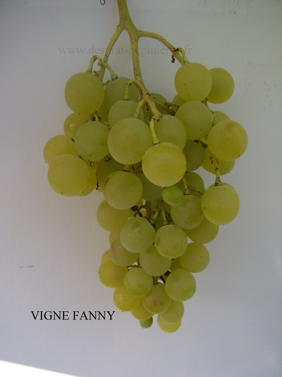 DESPRAT pépinières FANNY