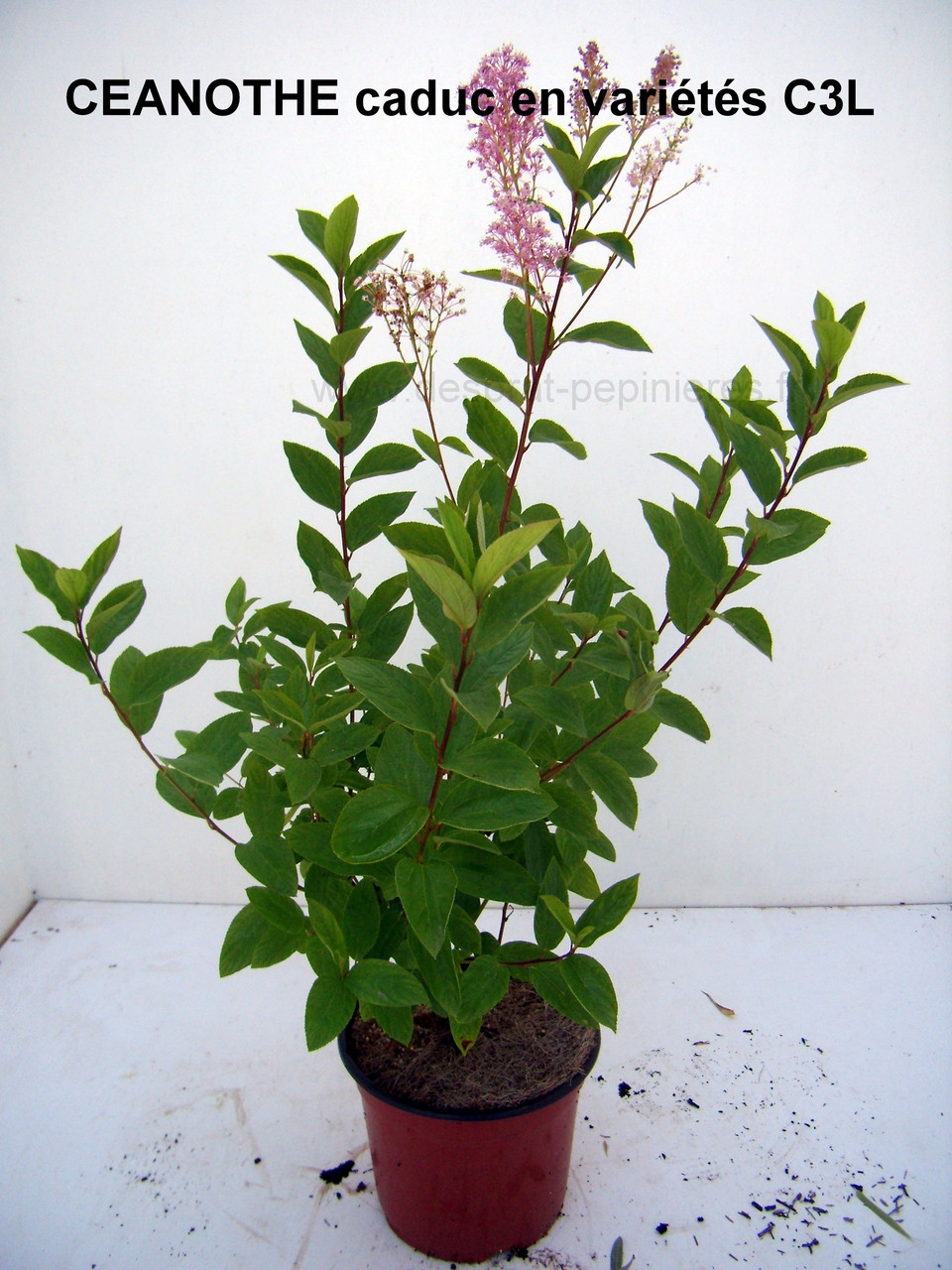 Anisodonthéa LARGE RED, Abelia chinensis selection, Berberis admiration,Harlequin, Maria,Buddleya Miss ruby, Caryopteris,Céanothe,cercis avondale, COrnus- HIBISCUS , HYDRAGEA ANNABELLE, INVINCIBELLE, PANICULATA,PHANTOM - KERRIA Ploeniflora, Kolwitzia clou