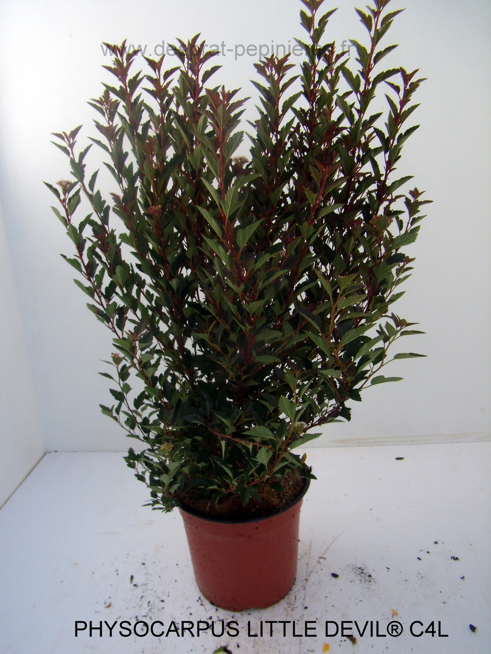 PRUNUS, PISSARDI, CISTENA, pérowsia,little spire, blue spire, Lacey blue,POTENTILLE, PHILADELPHUS SNOWBELLE,physocarpus devil… Salix caprea kilmarock, hakuro nishiski, Spirea, magic carpet, spirée en variétés, syringat, weigelia, red prince, ,