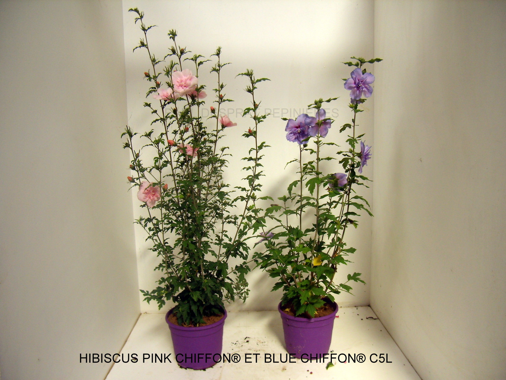PRUNUS, PISSARDI, CISTENA, pérowsia,little spire, blue spire, Lacey blue,POTENTILLE, PHILADELPHUS SNOWBELLE,physocarpus devil… Salix caprea kilmarock, hakuro nishiski, Spirea, magic carpet, spirée en variétés, syringat, weigelia, red prince, ,