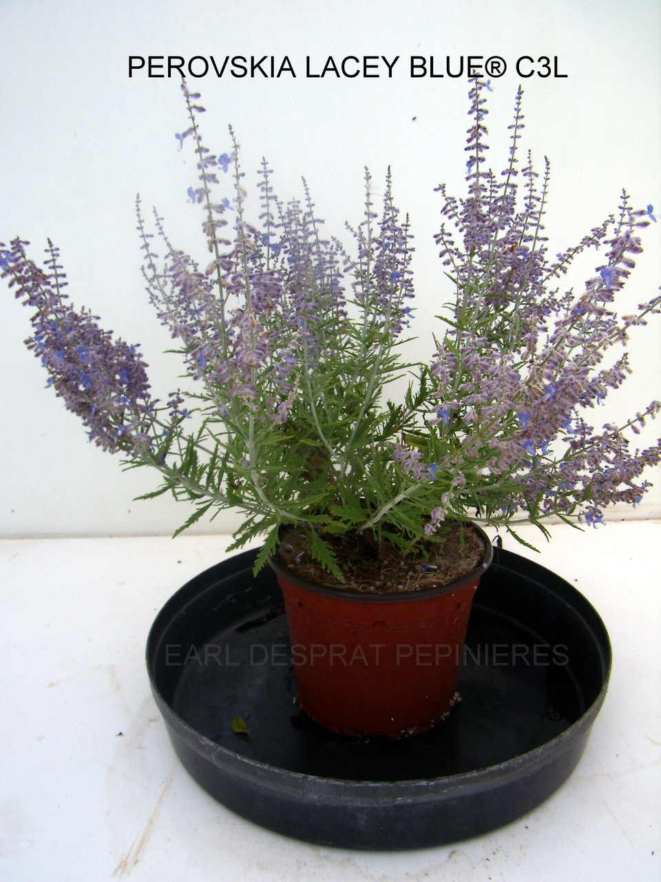 PRUNUS, PISSARDI, CISTENA, pérowsia,little spire, blue spire, Lacey blue,POTENTILLE, PHILADELPHUS SNOWBELLE,physocarpus devil… Salix caprea kilmarock, hakuro nishiski, Spirea, magic carpet, spirée en variétés, syringat, weigelia, red prince, ,