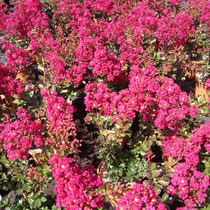Production de nos Lagerstroemias