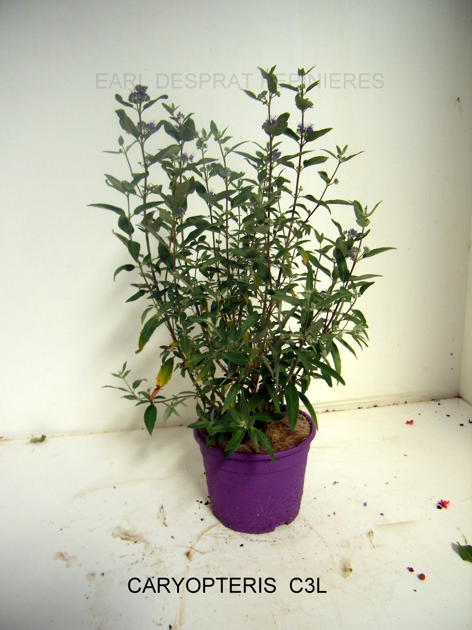 Anisodonthéa LARGE RED, Abelia chinensis selection, Berberis admiration,Harlequin, Maria,Buddleya Miss ruby, Caryopteris,Céanothe,cercis avondale, COrnus- HIBISCUS , HYDRAGEA ANNABELLE, INVINCIBELLE, PANICULATA,PHANTOM - KERRIA Ploeniflora, Kolwitzia clou