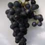MUSCAT BLEU