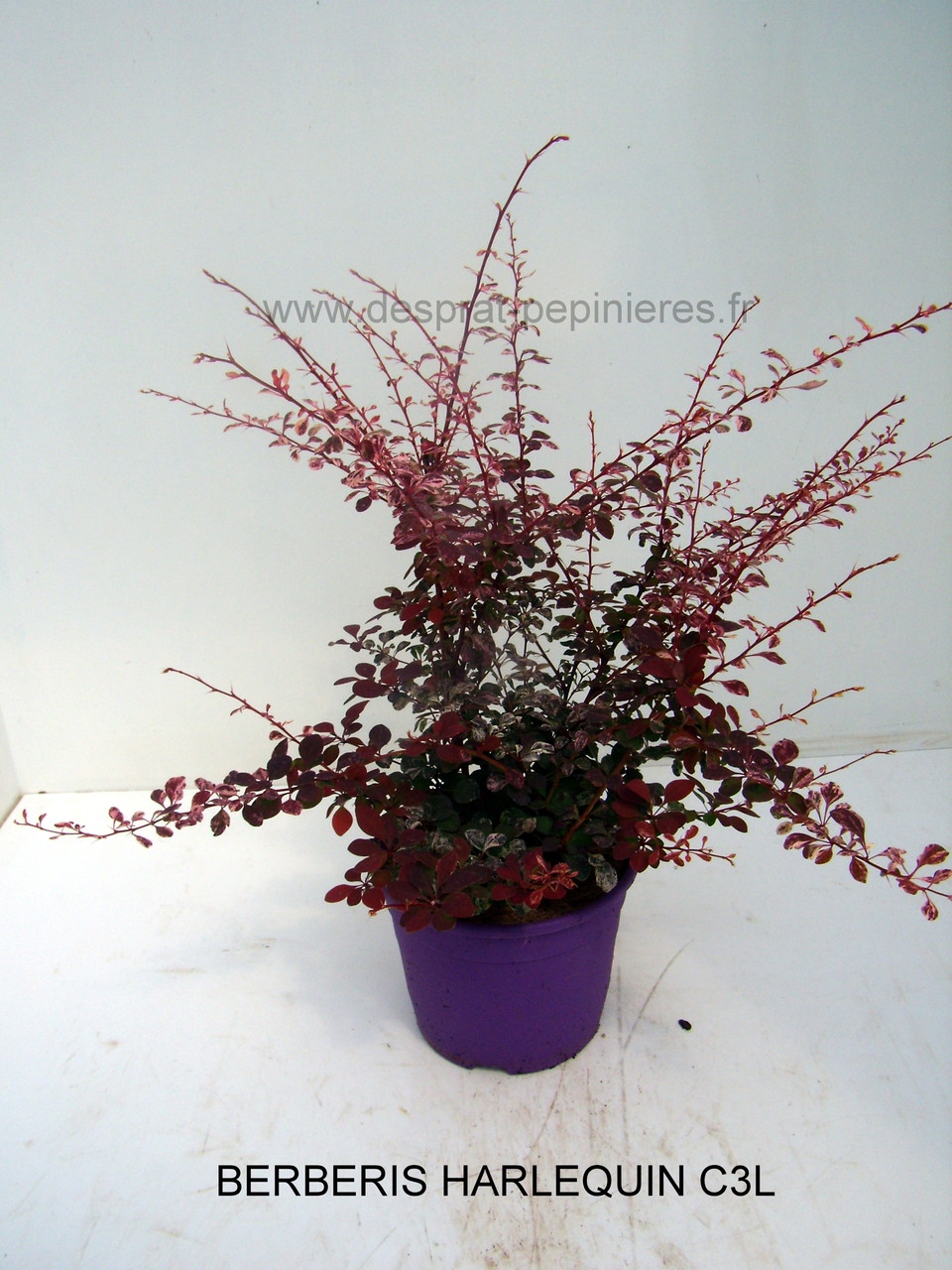 Anisodonthéa LARGE RED, Abelia chinensis selection, Berberis admiration,Harlequin, Maria,Buddleya Miss ruby, Caryopteris,Céanothe,cercis avondale, COrnus- HIBISCUS , HYDRAGEA ANNABELLE, INVINCIBELLE, PANICULATA,PHANTOM - KERRIA Ploeniflora, Kolwitzia clou