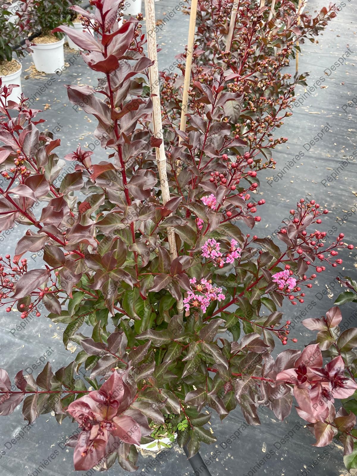  Rhapsody In Pink 