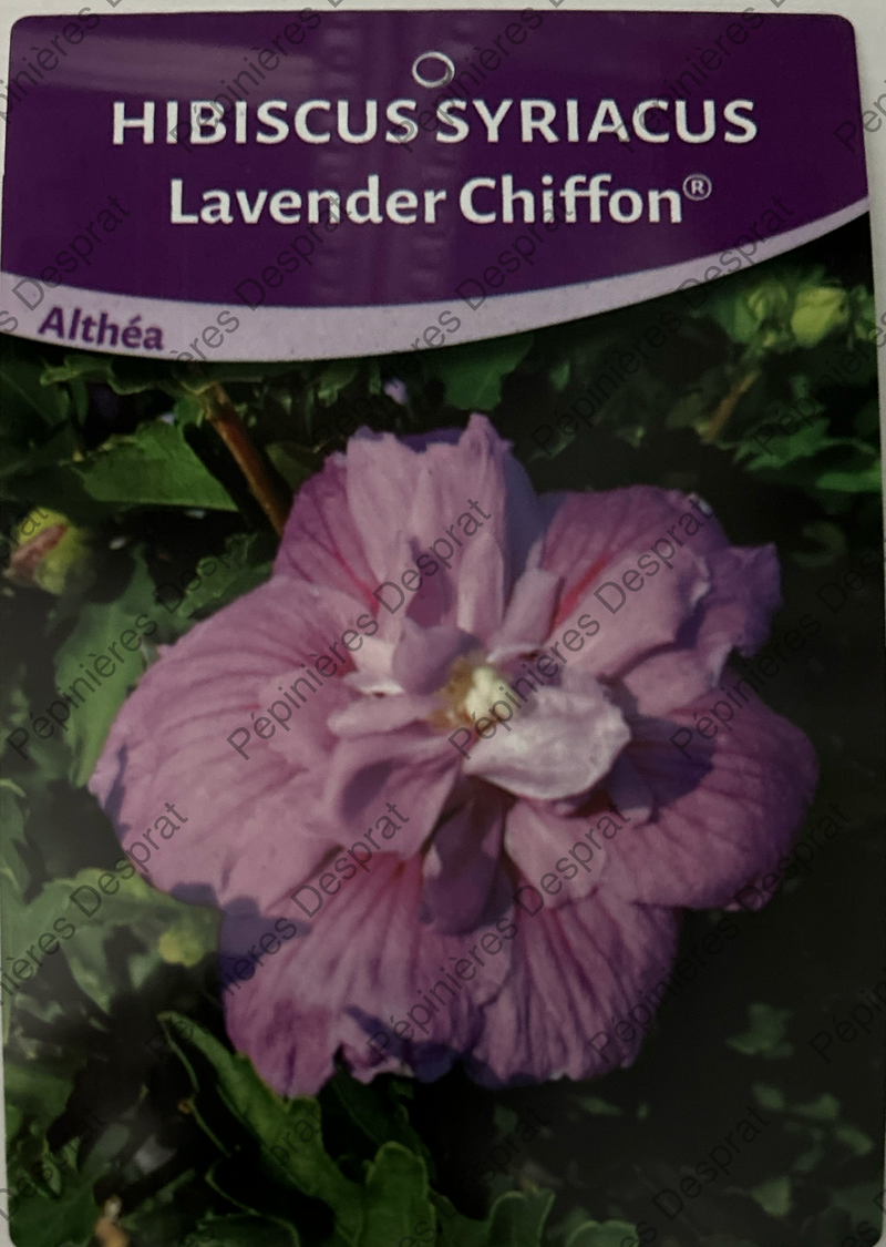 Notre production en pépinières d'HIBISCUS
