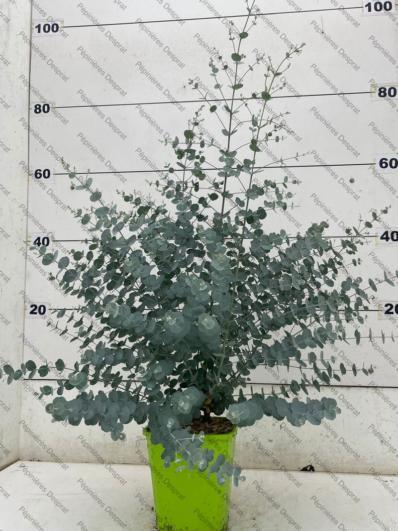 PLANTES MEDITERRANEENES