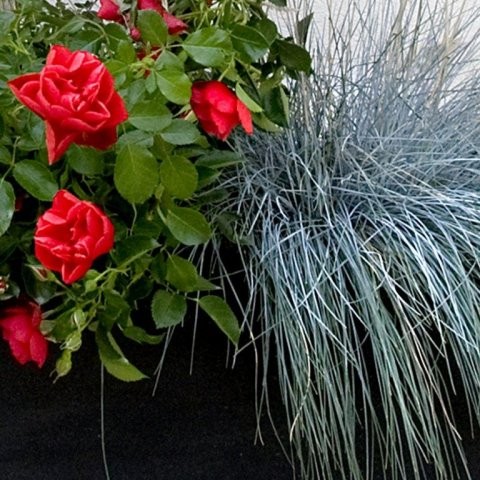 Producteurs Décorosiers