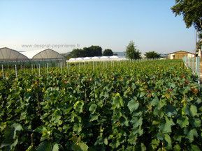 Producteur VIGNES Résistantes aux maladies 