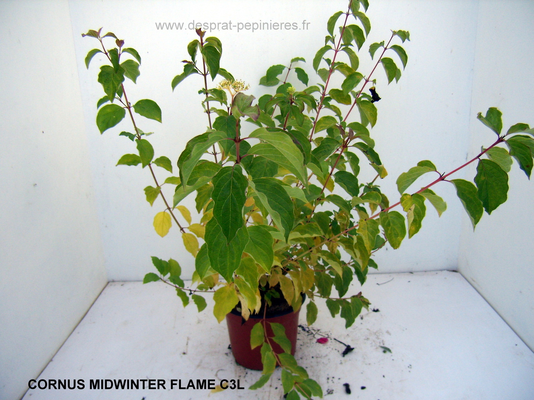 Anisodonthéa LARGE RED, Abelia chinensis selection, Berberis admiration,Harlequin, Maria,Buddleya Miss ruby, Caryopteris,Céanothe,cercis avondale, COrnus- HIBISCUS , HYDRAGEA ANNABELLE, INVINCIBELLE, PANICULATA,PHANTOM - KERRIA Ploeniflora, Kolwitzia clou