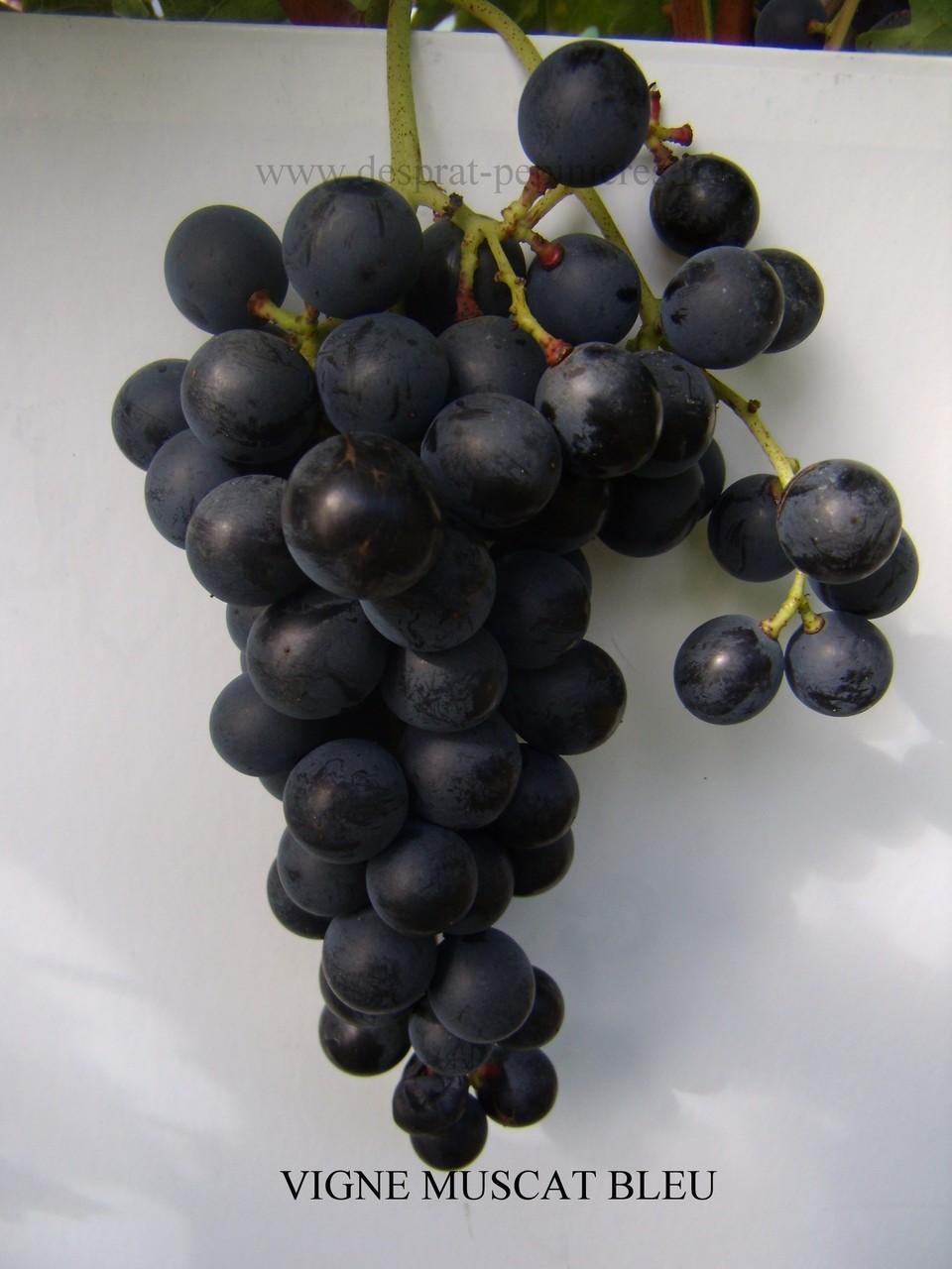 pépinières DESPRAT MUSCAT BLEU