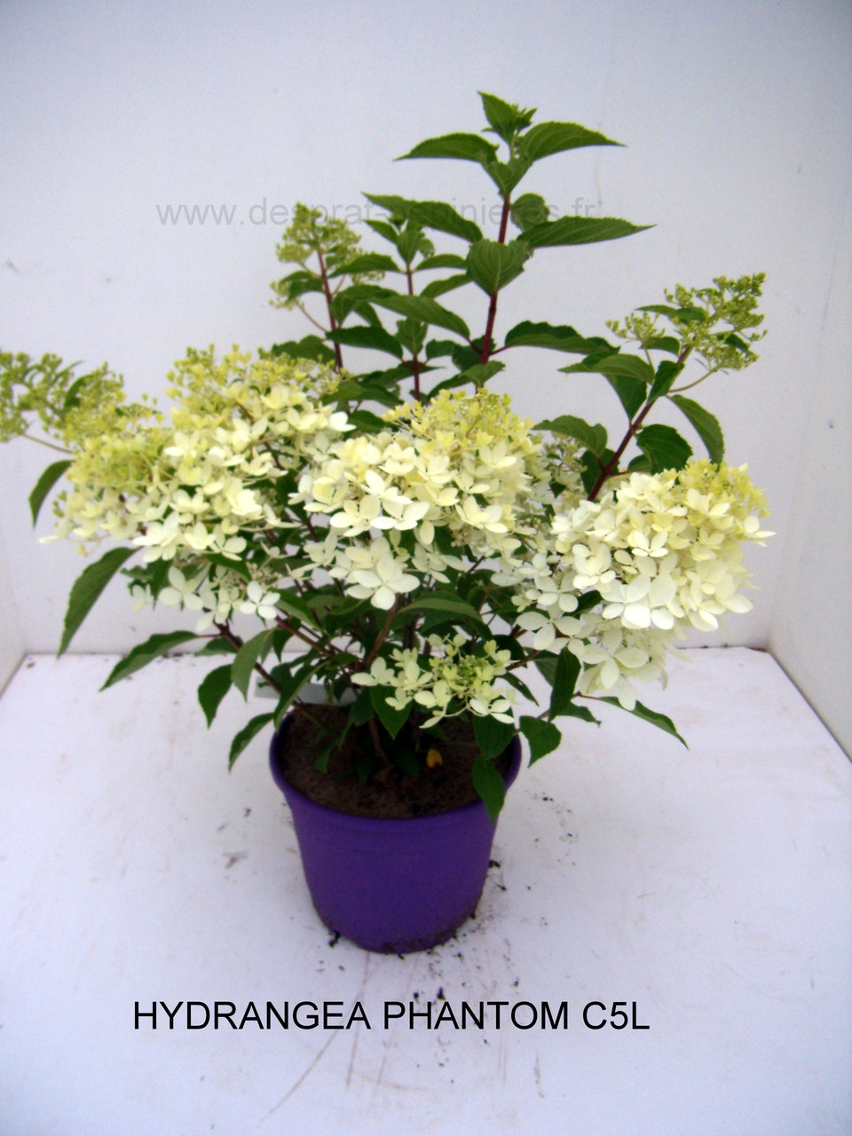 PRUNUS, PISSARDI, CISTENA, pérowsia,little spire, blue spire, Lacey blue,POTENTILLE, PHILADELPHUS SNOWBELLE,physocarpus devil… Salix caprea kilmarock, hakuro nishiski, Spirea, magic carpet, spirée en variétés, syringat, weigelia, red prince, ,