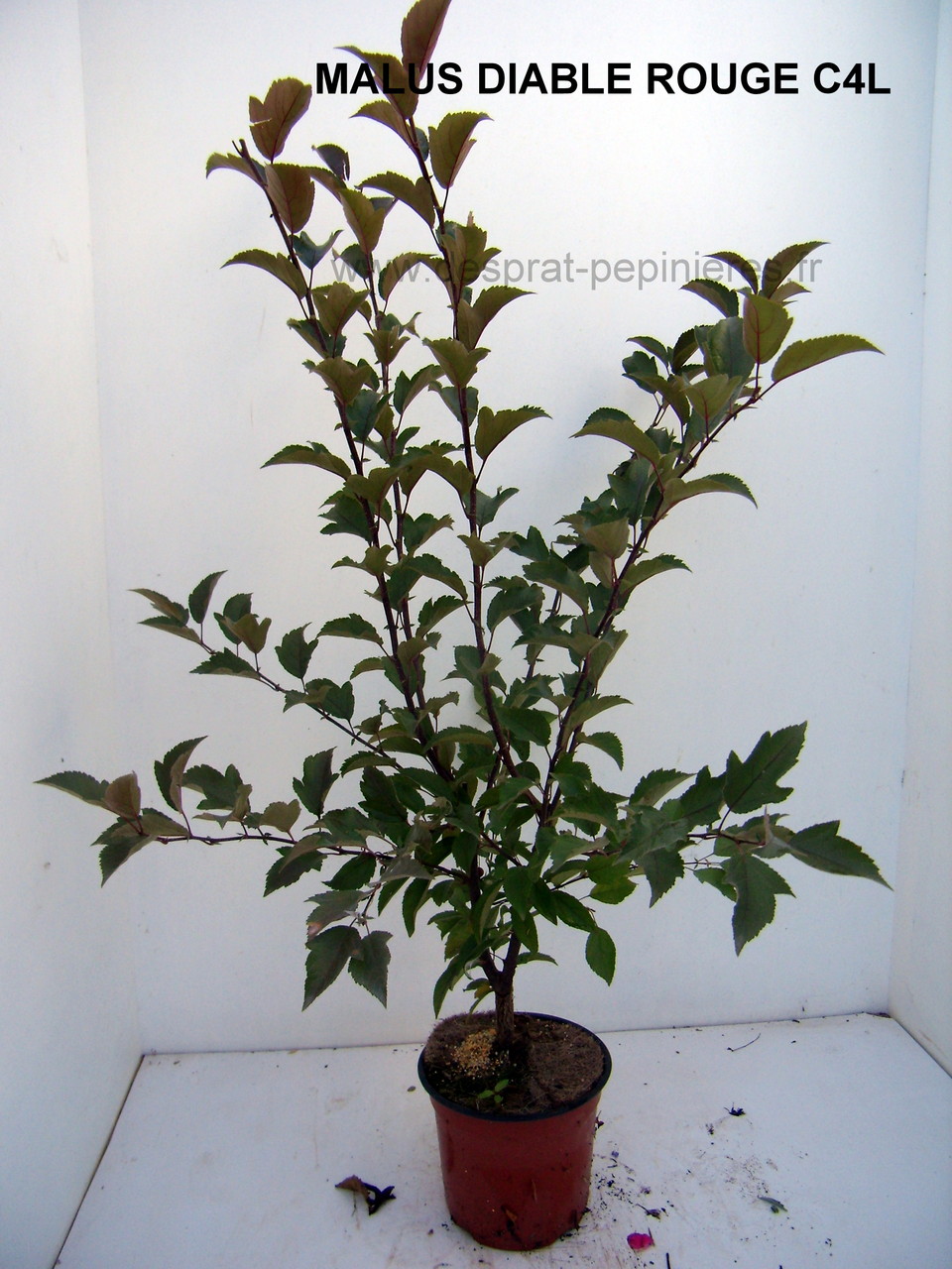PRUNUS, PISSARDI, CISTENA, pérowsia,little spire, blue spire, Lacey blue,POTENTILLE, PHILADELPHUS SNOWBELLE,physocarpus devil… Salix caprea kilmarock, hakuro nishiski, Spirea, magic carpet, spirée en variétés, syringat, weigelia, red prince, ,