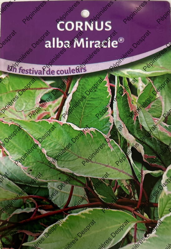 cornus alba miracle
