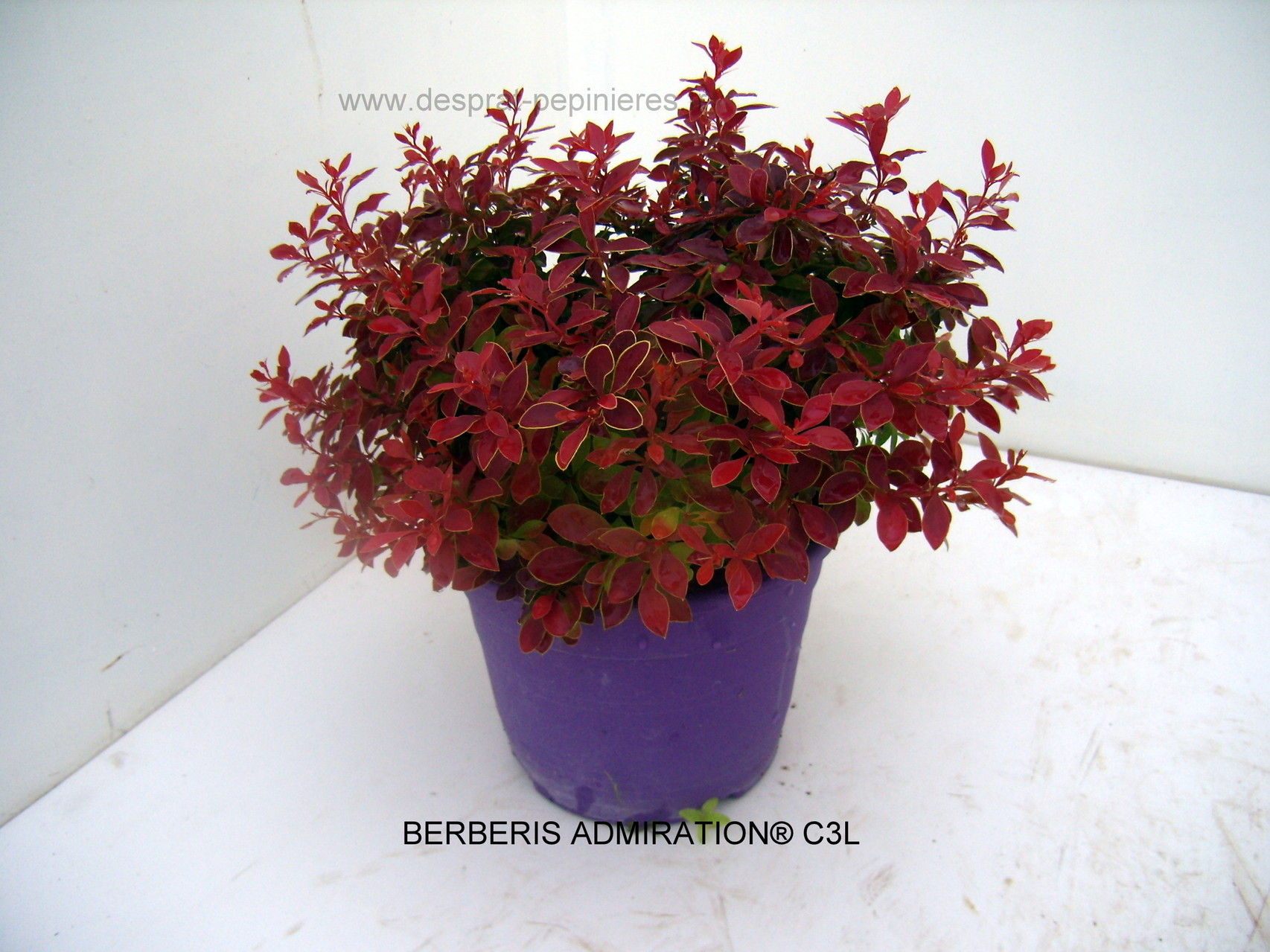 Anisodonthéa LARGE RED, Abelia chinensis selection, Berberis admiration,Harlequin, Maria,Buddleya Miss ruby, Caryopteris,Céanothe,cercis avondale, COrnus- HIBISCUS , HYDRAGEA ANNABELLE, INVINCIBELLE, PANICULATA,PHANTOM - KERRIA Ploeniflora, Kolwitzia clou