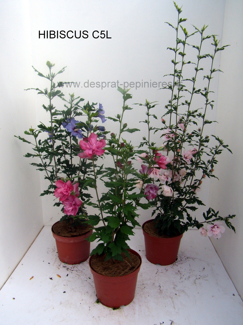 PRUNUS, PISSARDI, CISTENA, pérowsia,little spire, blue spire, Lacey blue,POTENTILLE, PHILADELPHUS SNOWBELLE,physocarpus devil… Salix caprea kilmarock, hakuro nishiski, Spirea, magic carpet, spirée en variétés, syringat, weigelia, red prince, ,