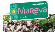 MAREVA PRODUCTION EN PEPINIERE EN CONTENEUR