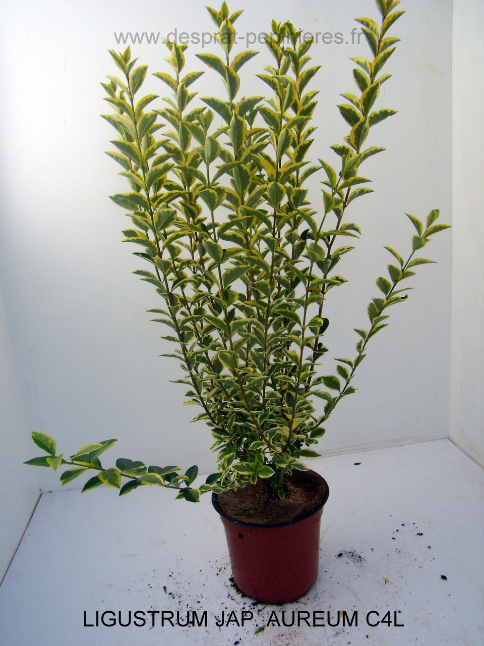 PRUNUS, PISSARDI, CISTENA, pérowsia,little spire, blue spire, Lacey blue,POTENTILLE, PHILADELPHUS SNOWBELLE,physocarpus devil… Salix caprea kilmarock, hakuro nishiski, Spirea, magic carpet, spirée en variétés, syringat, weigelia, red prince, ,