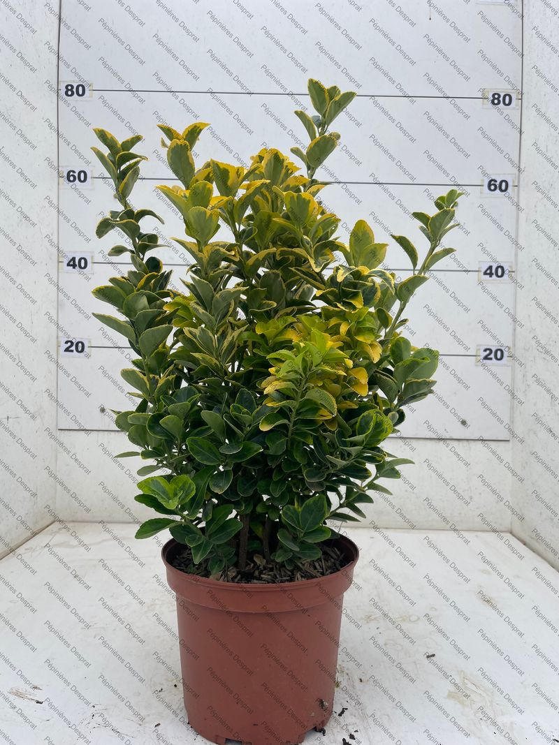 Euoymus Aureomarginatus